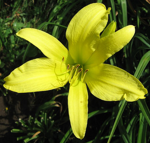 Hemerocallis hybrid Hyperion Daylily Image Credit: File:Hyperion.pp.JPG: Paul Paradisderivative work: James Steakley, CC BY-SA 3.0 <https://creativecommons.org/licenses/by-sa/3.0>, via Wikimedia Commons