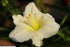 Hemerocallis hybrid Joan Senior Daylily Image Credit:  Photo by David J. Stang, CC BY-SA 4.0 <https://creativecommons.org/licenses/by-sa/4.0>, via Wikimedia Commons