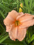 Hemerocallis hybrid On and On Daylily Image Credit: Millgrove Perennials