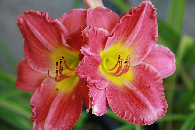 Hemerocallis hybrid Rosy Returns Daylily Image Credit: Photo by David J. Stang, CC BY-SA 4.0 <https://creativecommons.org/licenses/by-sa/4.0>, via Wikimedia Commons