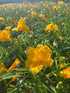 Hemerocallis hybrid Stella d'Oro Daylily Image Credit: Millgrove Perennials