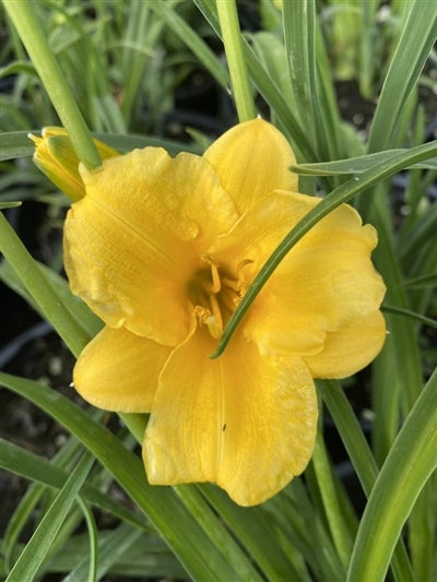 Hemerocallis hybrid Stella d'Oro Daylily