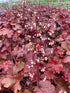 Heuchera hybrid Cherry Truffles PW Coral Bells image credit Millgrove Perennials