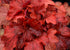 Heuchera hybrid Fire Alarm Coral Bells image credit Terra Nova