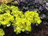 Heuchera hybrid Lemon Supreme Coral Bells image credit Terra Nova