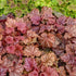 Heuchera hybrid Peachberry Ice PW Coral Bells image credit Walters Gardens Inc. 