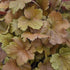 Heuchera hybrid Toffee Tart PW Coral Bells image credit Walters Gardens Inc. 