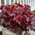 Heuchera hybrid Cherry Truffles PW Coral Bells  Image Credit: Walters Gardens, Inc