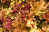 Heuchera hybrid Marmalade Coral Bells Image Credit: Photo by David J. Stang, CC BY-SA 4.0 <https://creativecommons.org/licenses/by-sa/4.0>, via Wikimedia Commons