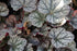 Heuchera hybrid Silver Scrolls Coral Bells Imgae Credit: Photo by David J. Stang, CC BY-SA 4.0 <https://creativecommons.org/licenses/by-sa/4.0>, via Wikimedia Commons