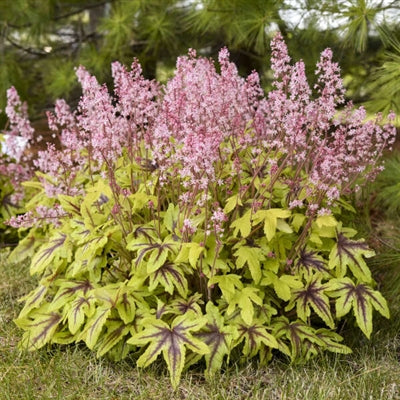 Heucherella hybrid Fun and Games Eye Spy PW Foamy Bells image credit Walters Gardens