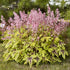 Heucherella hybrid Fun and Games Eye Spy PW Foamy Bells image credit Walters Gardens