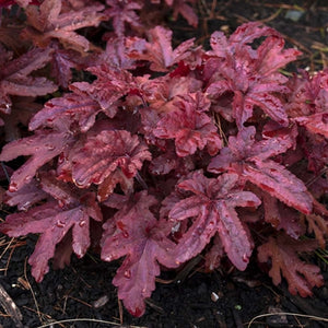 Heucherella hybrid Fun and Games Red Rover PW Foamy Bells image credit Walters Gardens