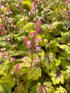 Heucherella hybrid Fun and Games Eye Spy PW Foamy Bells Image Credit: Millgrove Perennials