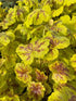 Heucherella hybrid Solar Power Foamy Bells Image Credit: Millgrove Perennials
