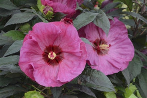 Hibiscus hybrid Berry Awesome PW Rose Mallow image credit Walters Gardens Inc.