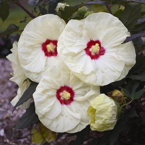 Hibiscus hybrid French Vanilla PW Rose Mallow image credit Walters Gardens Inc. 