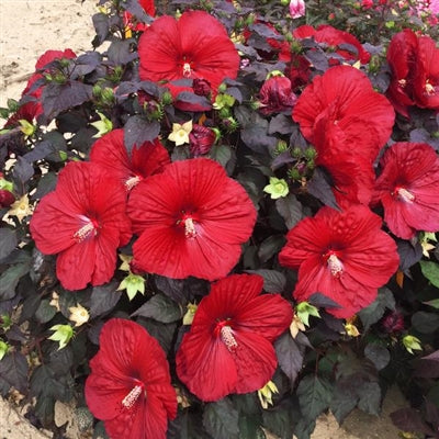 Hibiscus hybrid Holy Grail PW Rose Mallow