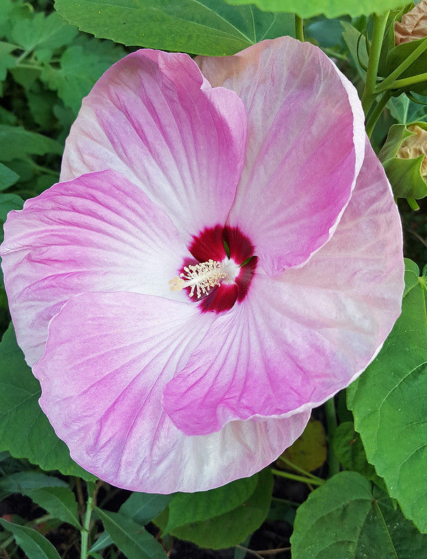 Hibiscus hybrid Perfect Strom PW Rose Mallow Image Credit: Swwalowtail Garden Seeds CCO 2.0 (https://creativecommons.org/licenses/by/2.0/legalcode) via Flickr