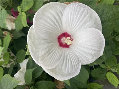 Hibiscus moscheutos Luna White Rose Mallow