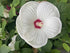 Hibiscus moscheutos Luna White Rose Mallow Image Credit: Millgrove Perennials