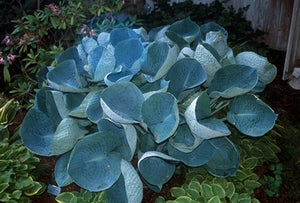 Hosta hybrid Abiqua Drinking Gourd Plantain Lily image credit Photo credit: Walters Gardens Inc.