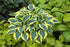 Hosta hybrid Autumn Frost PW Plantain Lily image credit Walters Gardens Inc