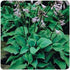 Hosta hybrid Blue Cadet Plantain Lily image credit Ball Horticultural Company