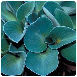 Hosta hybrid Blue Mouse Ears Plantain Lily image credit Ball Horticultural Company