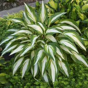 Hosta hybrid Cool as a Cucumber Plantain Lily image credit Walters Gardens Inc. 