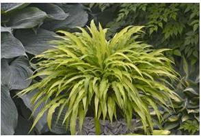Hosta hybrid Curly Fries Plantain Lily image credit Walters Gardens Inc