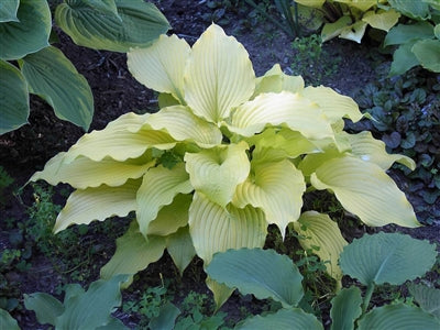 Hosta hybrid Dancing Queen Plantain Lily