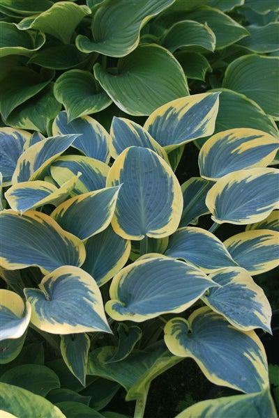 Hosta hybrid First Frost Plantain Lily image credit Photo credit: Walters Gardens Inc.