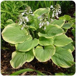 Hosta hybrid Fragrant Bouquet Plantain Lily image credit Ball Horticultural Company