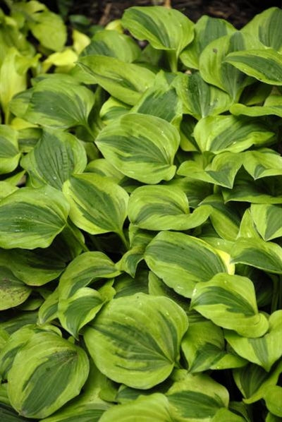 Hosta hybrid Grand Tiara Plantain Lily image credit Ball Horticultural Company