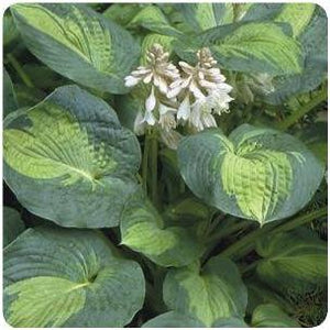 Hosta hybrid Great Expectations Plantain Lily image credit Ball Horticultural Company