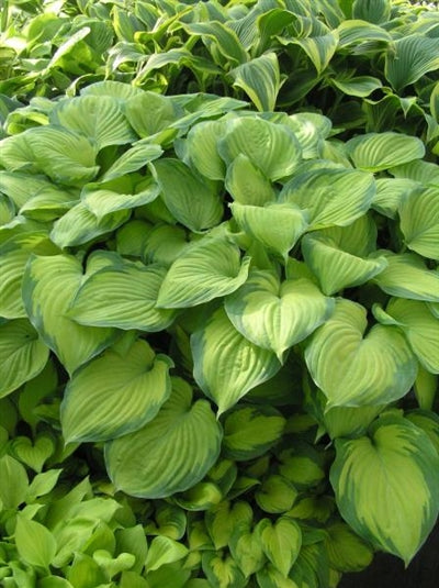 Hosta hybrid Guacamole Plantain Lily image credit Ball Horticulture