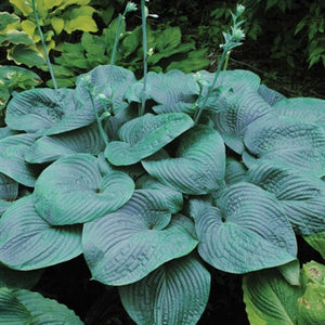 Hosta hybrid Humpback Whale Plantain Lily image credit Walters Garden