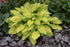 Hosta hybrid Island Breeze Plantain Lily image credit Walters Gardens Inc