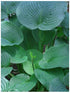 Hosta hybrid Jurassic Park Plantain Lily image credit Darwin