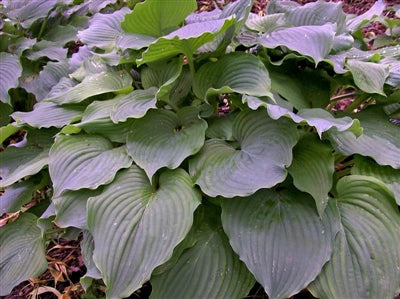 Hosta hybrid Komodo Dragon Plantain Lily