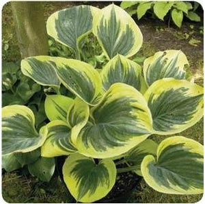 Hosta hybrid Liberty Plantain Lily image credit Ball Horticultural Company