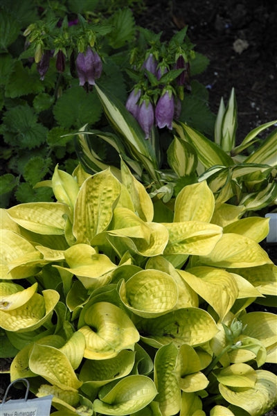 Hosta hybrid Maui Buttercups Plantain Lily image credit Photo credit: Walters Gardens Inc.