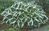 Hosta hybrid Minuteman Plantain Lily image credit Photo credit: Walters Gardens Inc.