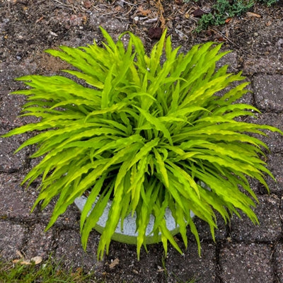 Hosta hybrid Party Streamers Plantain Lily