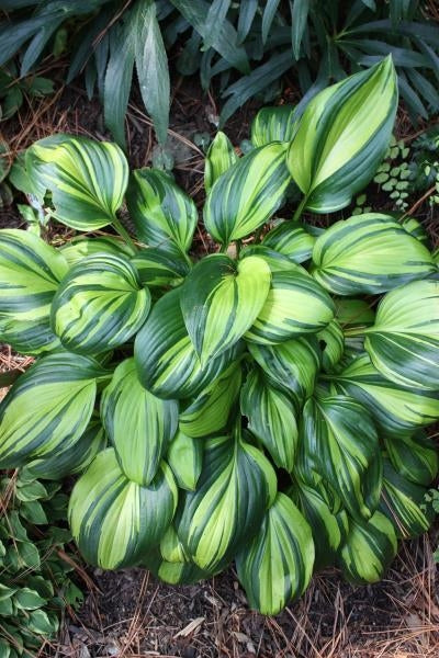 Hosta hybrid Rainbows End Plantain Lily
