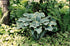 Hosta hybrid Regal Splendor Plantain Lily image credit Walters Gardens Inc