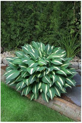 Hosta hybrid Risky Business Plantain Lily