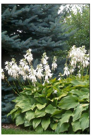 Hosta hybrid Royal Standard Plantain Lily image credit Photo credit: Walters Gardens Inc.