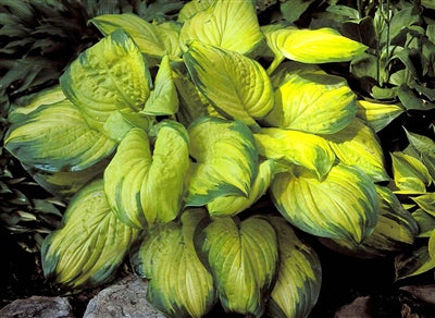 Hosta hybrid Stained Glass Plantain Lily image credit Photo credit: Walters Gardens Inc.